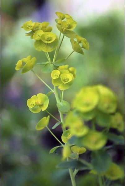 Wolfsmelk (Euphorbia amygdaloides 'Robbiae) D 9 H 10 cm
