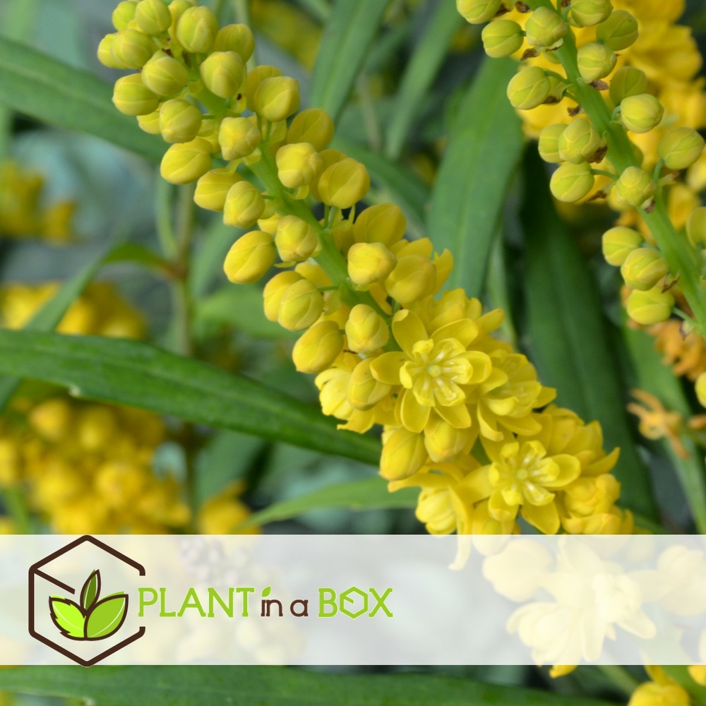 Mahonia soft caress - set de 4 - rustique -12°c - pot 13cm - hauteur 30-40cm