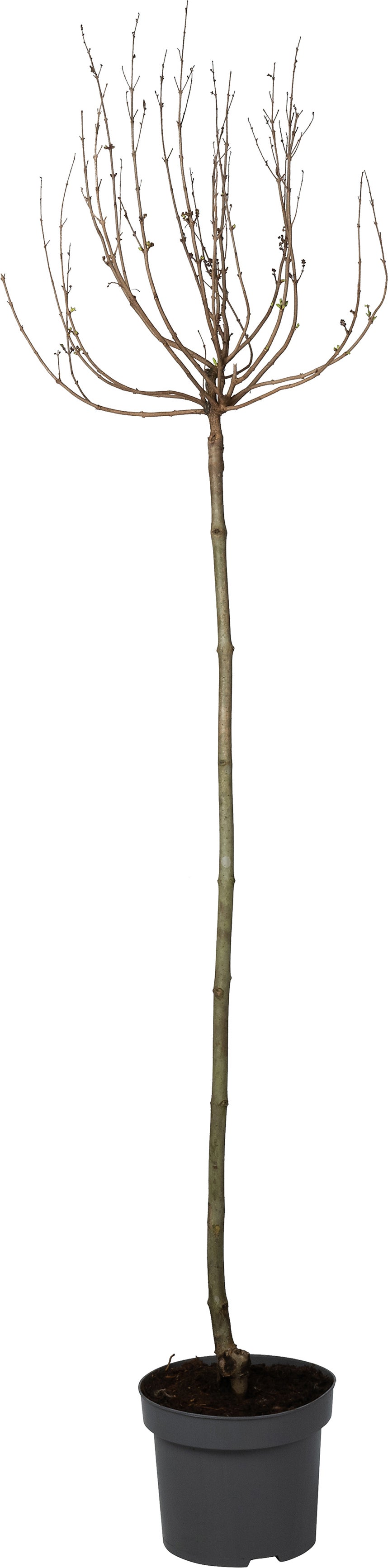 Sering op stam (Syringa bloomerang® 'Dark Purple') D 22 H 130 cm