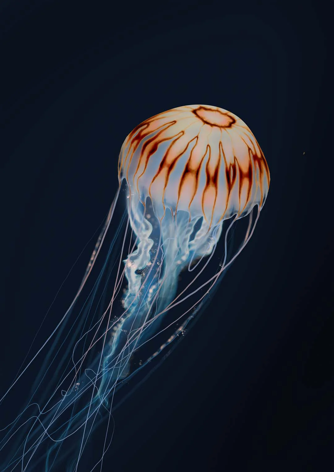 Sparkling Horizon Jellyfish von Julia Charlott