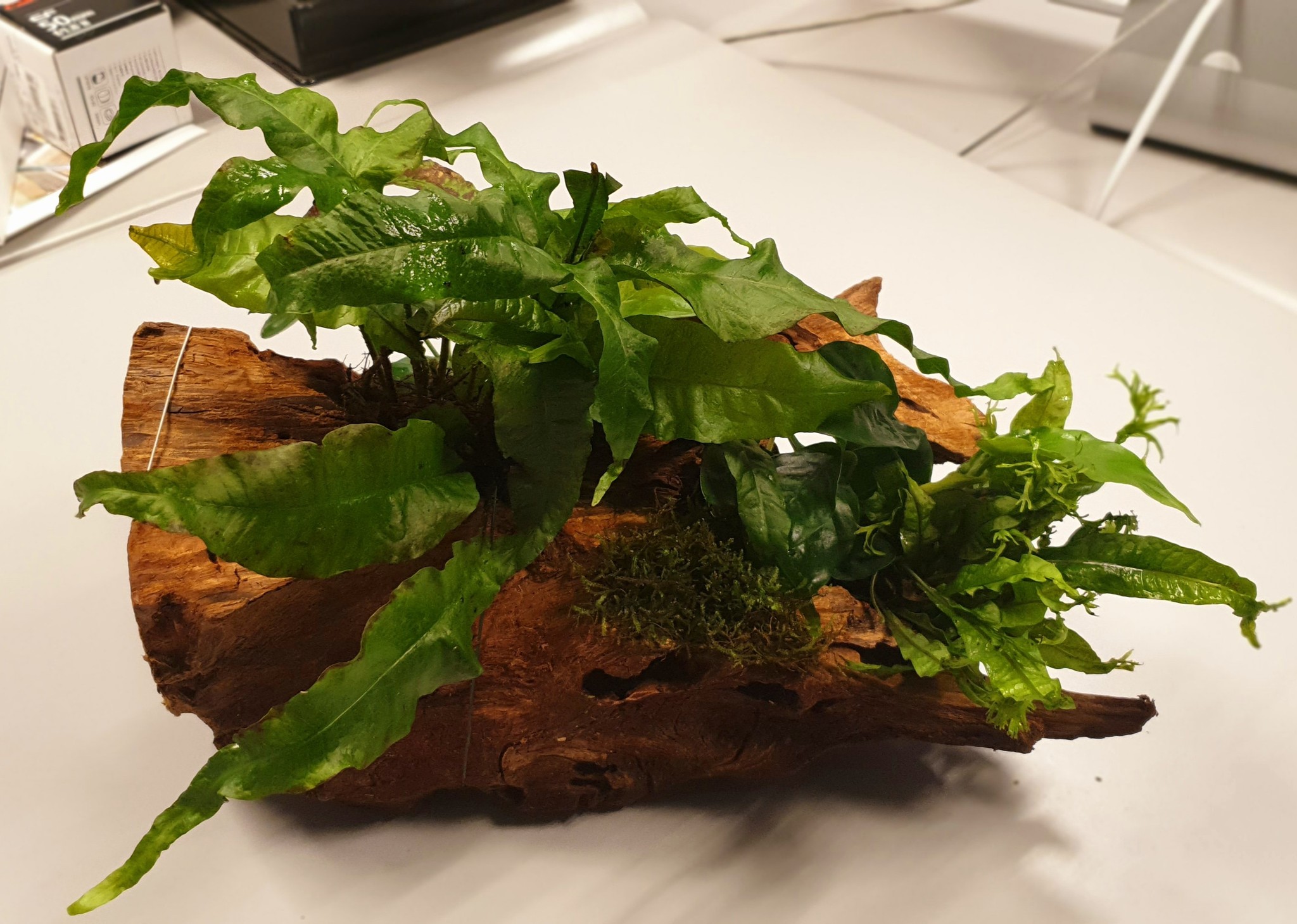 Waterplant Driftwood met 3 planten large