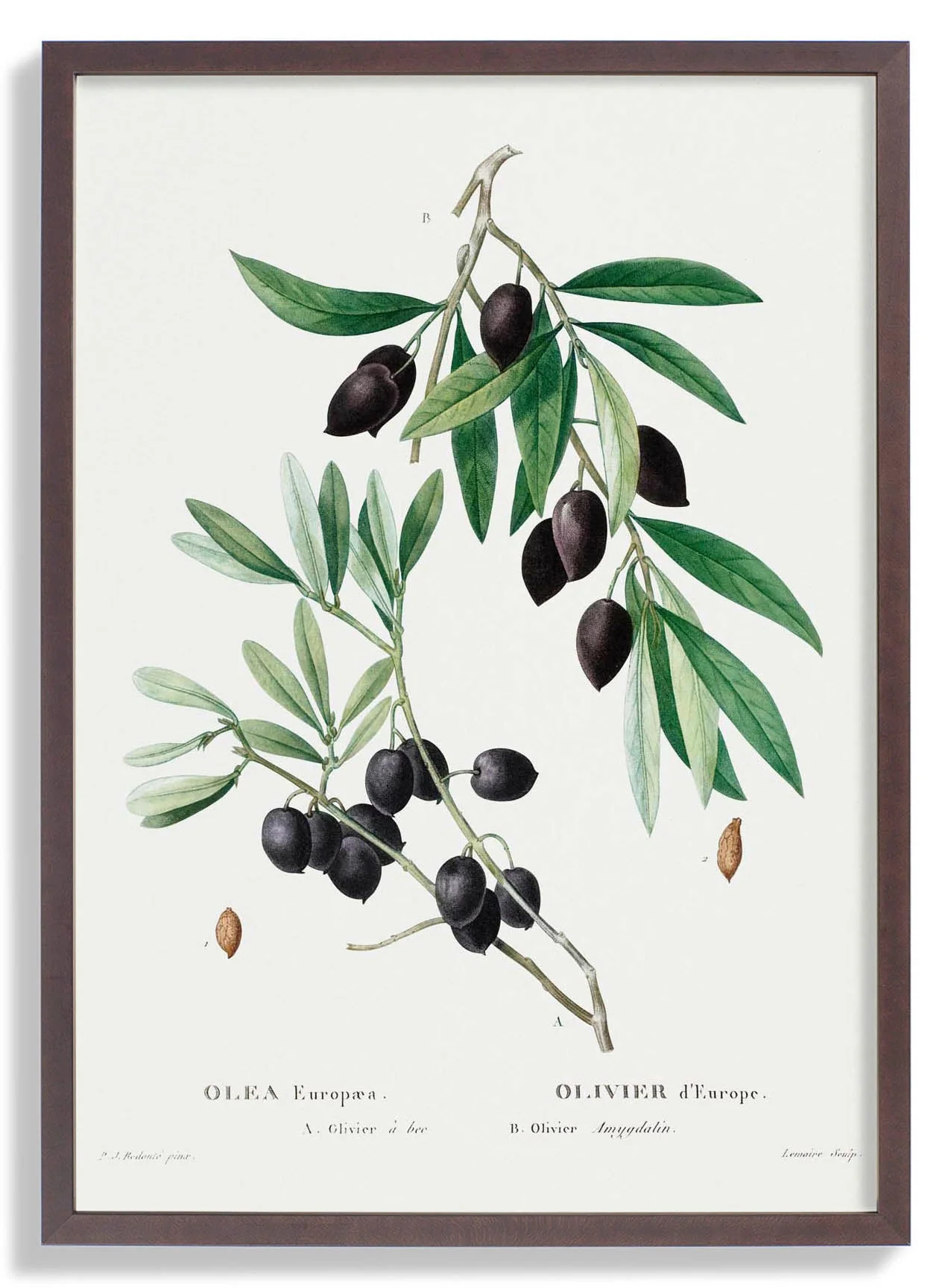 Olivenbaum