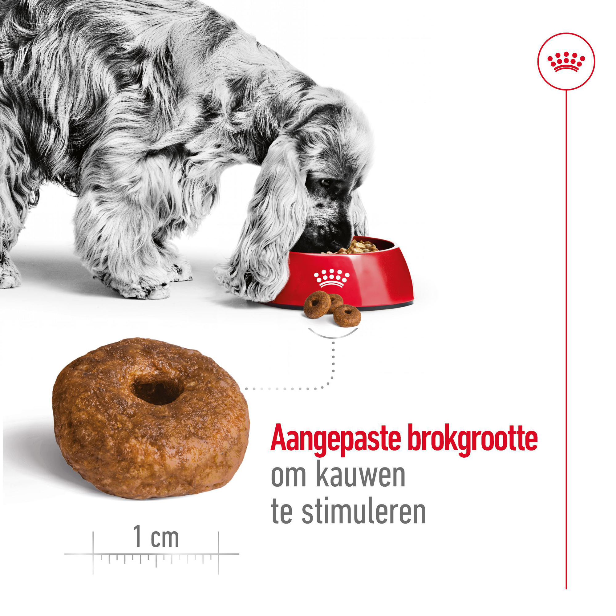 Royal Canin Medium Ageing 10+ - Hondenvoer