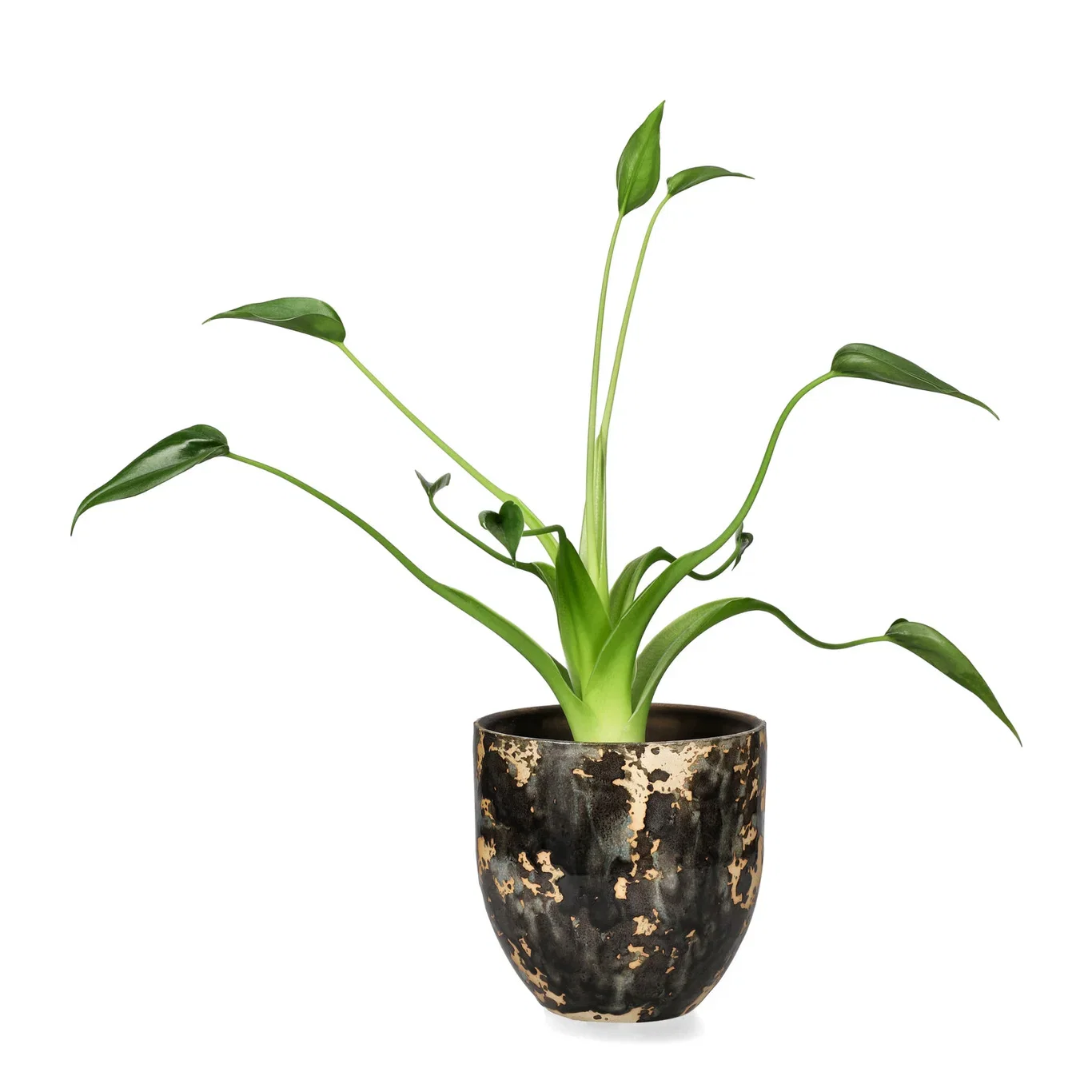 Alocasia 'Tiny Dancer' Alocasia 'Tiny Dancer' Høyde 35 cm