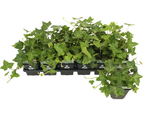 Grootbladige klimop FloraSelf Hedera helix hibernica Ø 9 cm pot