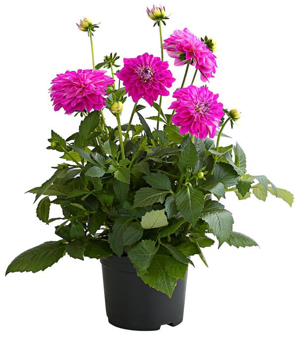 Dahlie, verschiedene Farben