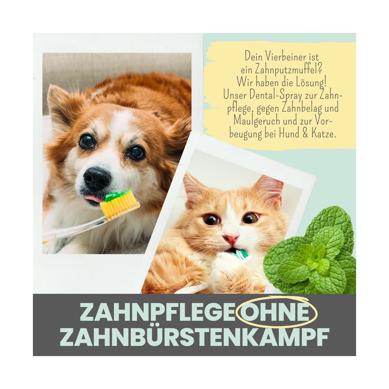 noms+ Dentalspray bei Zahnstein für Hunde und Katzen 100ml