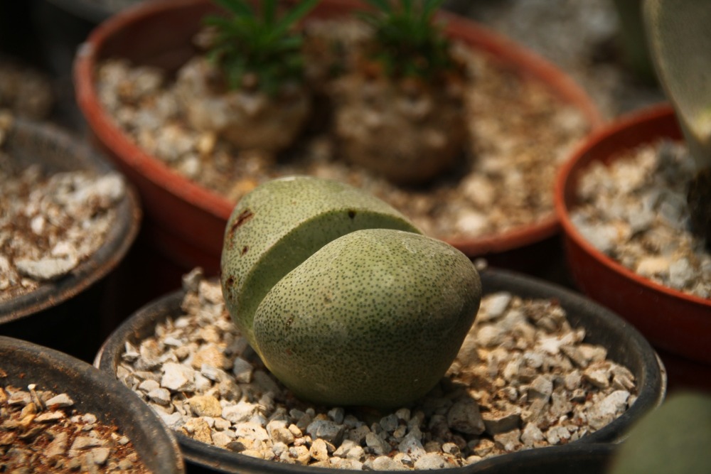 Jardin dans le sac - cleft stone - 40 graines - pleiospilos nelii