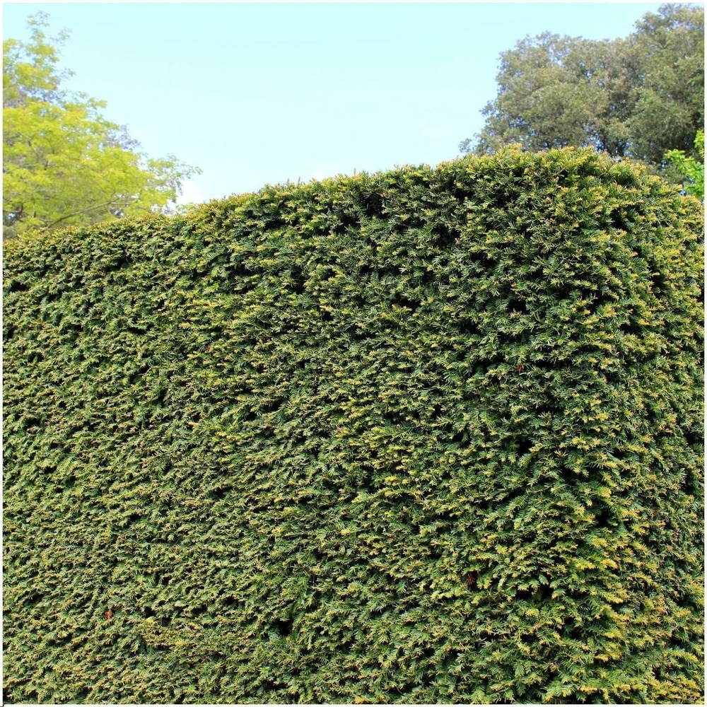 Taxus media groenland - lot de 6