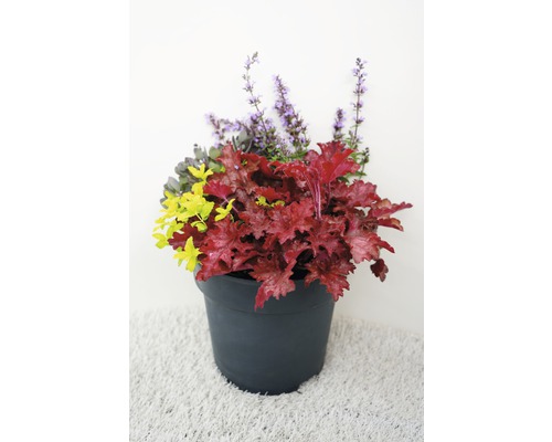 Herfstmagie Gemengde Planten Ø 24 cm Pot