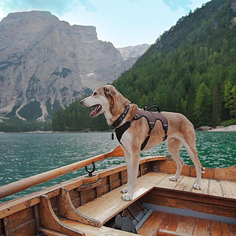 Ferplast harnais pour chien moyen ergotrekking medium, harnais chien anti-évasion, anti-panique, lévrier, réfléchissant, 6