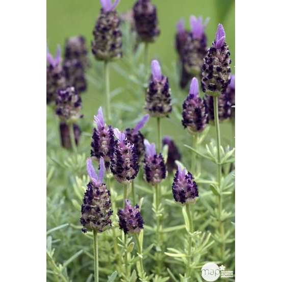 Lavandula stoechas Ped : ctr 3 litres RC