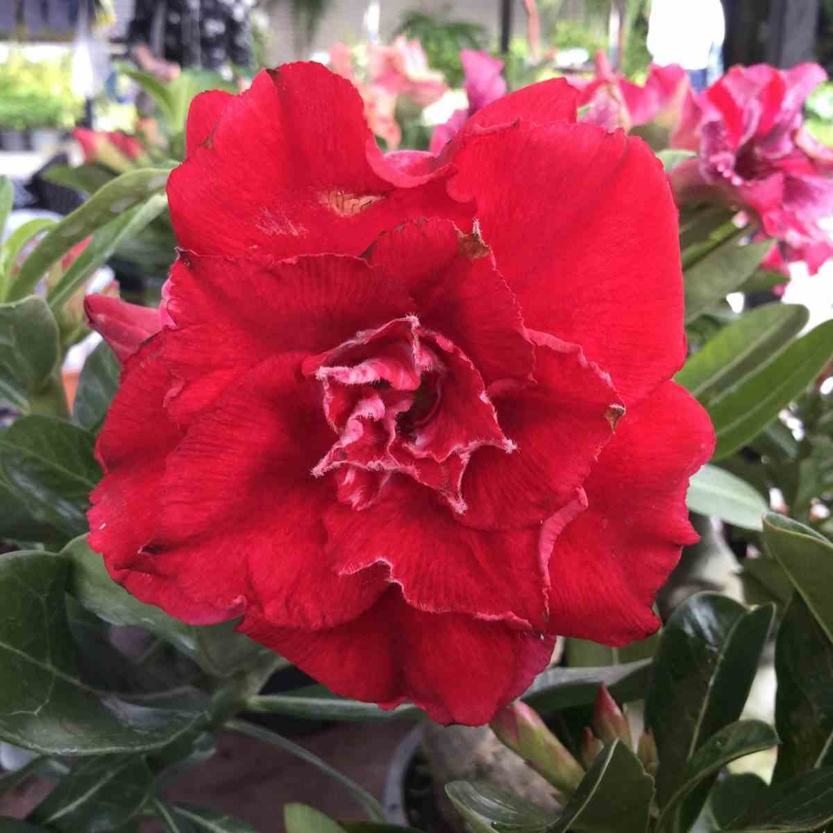 Adenium obesum cv.nakarad red rouge - taille caudex d'environ 150g