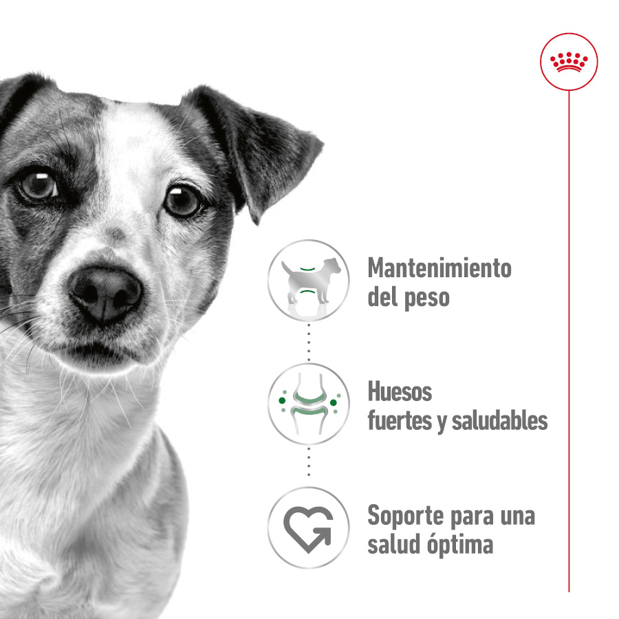 Patê Royal Canin Mini Adult em lata para cães