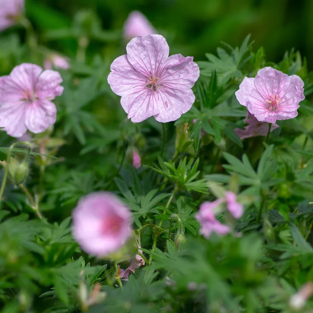 Geranium sanguineum var. striatum Blodstorkenebb 6 pk