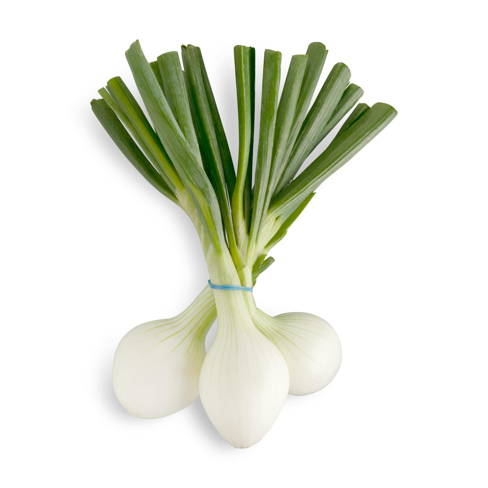 oignons nouveaux