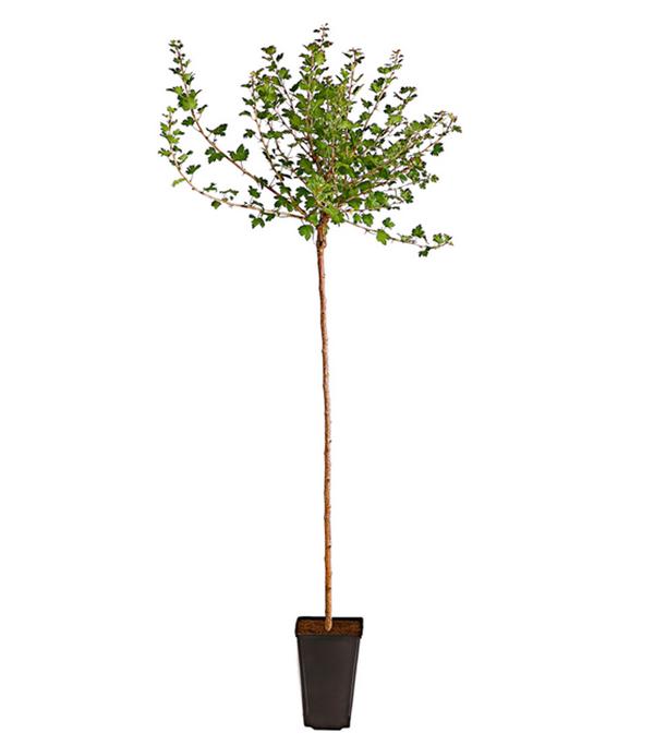 Stachelbeere 'Invicta', Busch