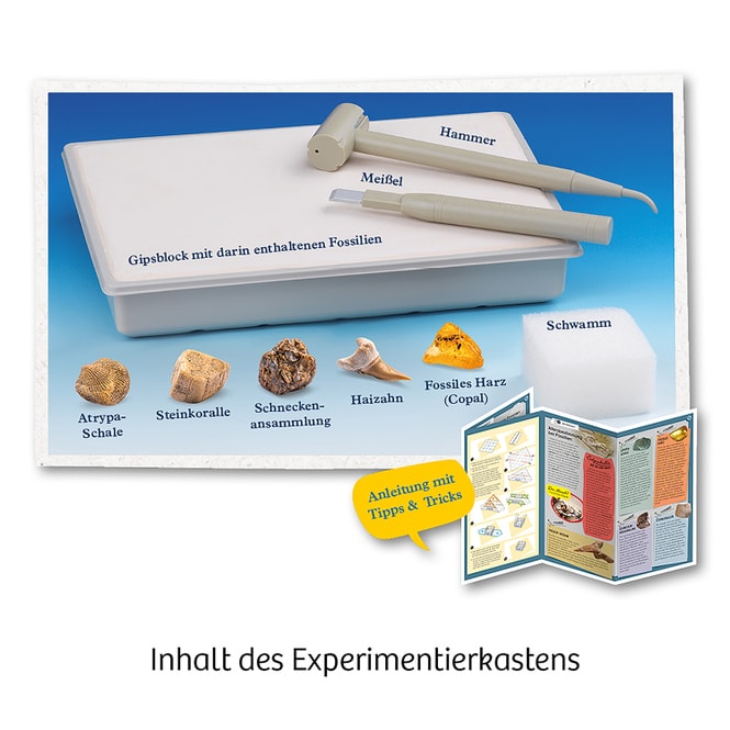 Fossilien - Ausgrabungs-Set - Mitbring-Experimente
