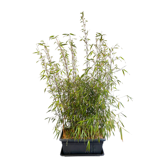 Bambou non-traçant fargesia scabrida 'Asian Wonder': pot de 30 litres
