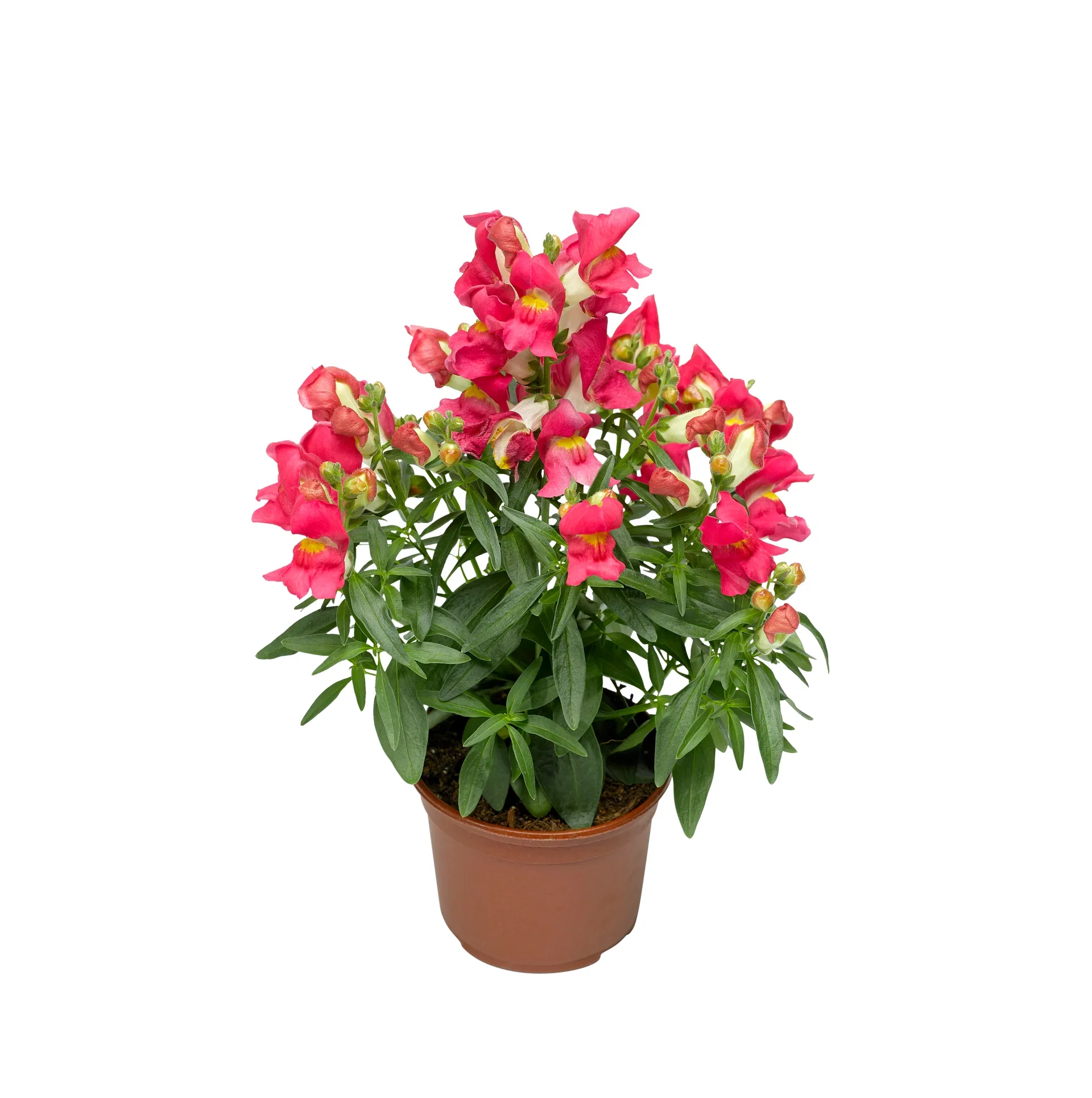Antirrhinum 12 cm Løvemunn Ø12 cm