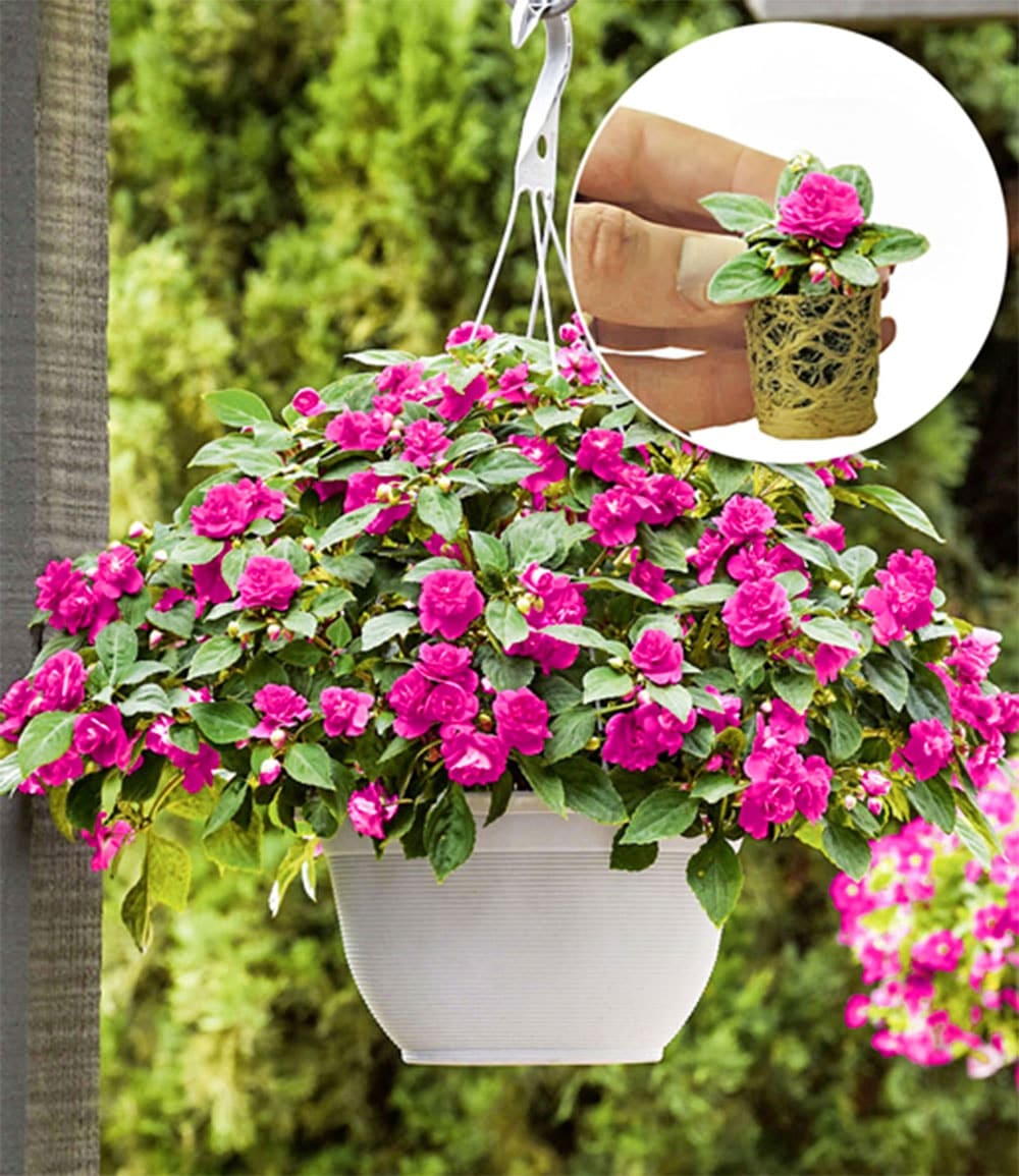 Impatiens 'Glimmer® Hot Pink'