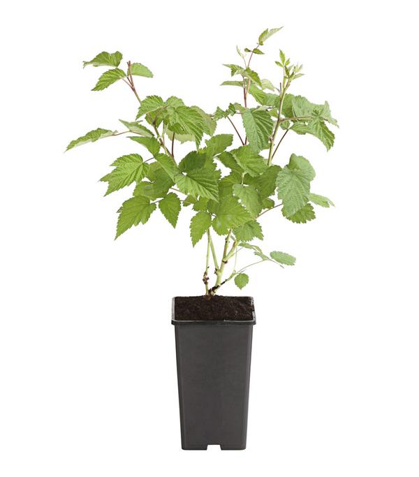 Himbeere 'Glen Ample'