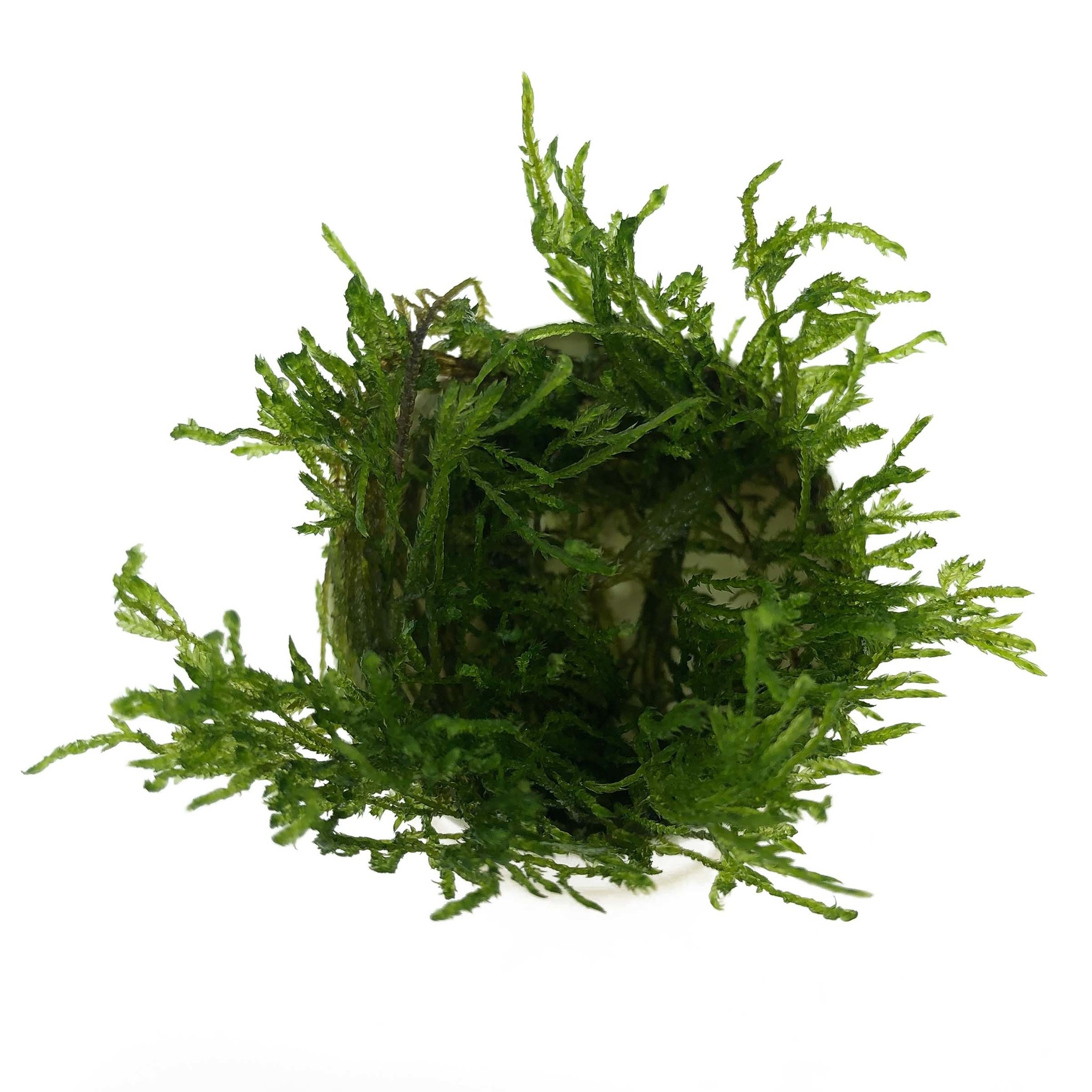 Taxiphyllum sp. Spiky in vitro bakje