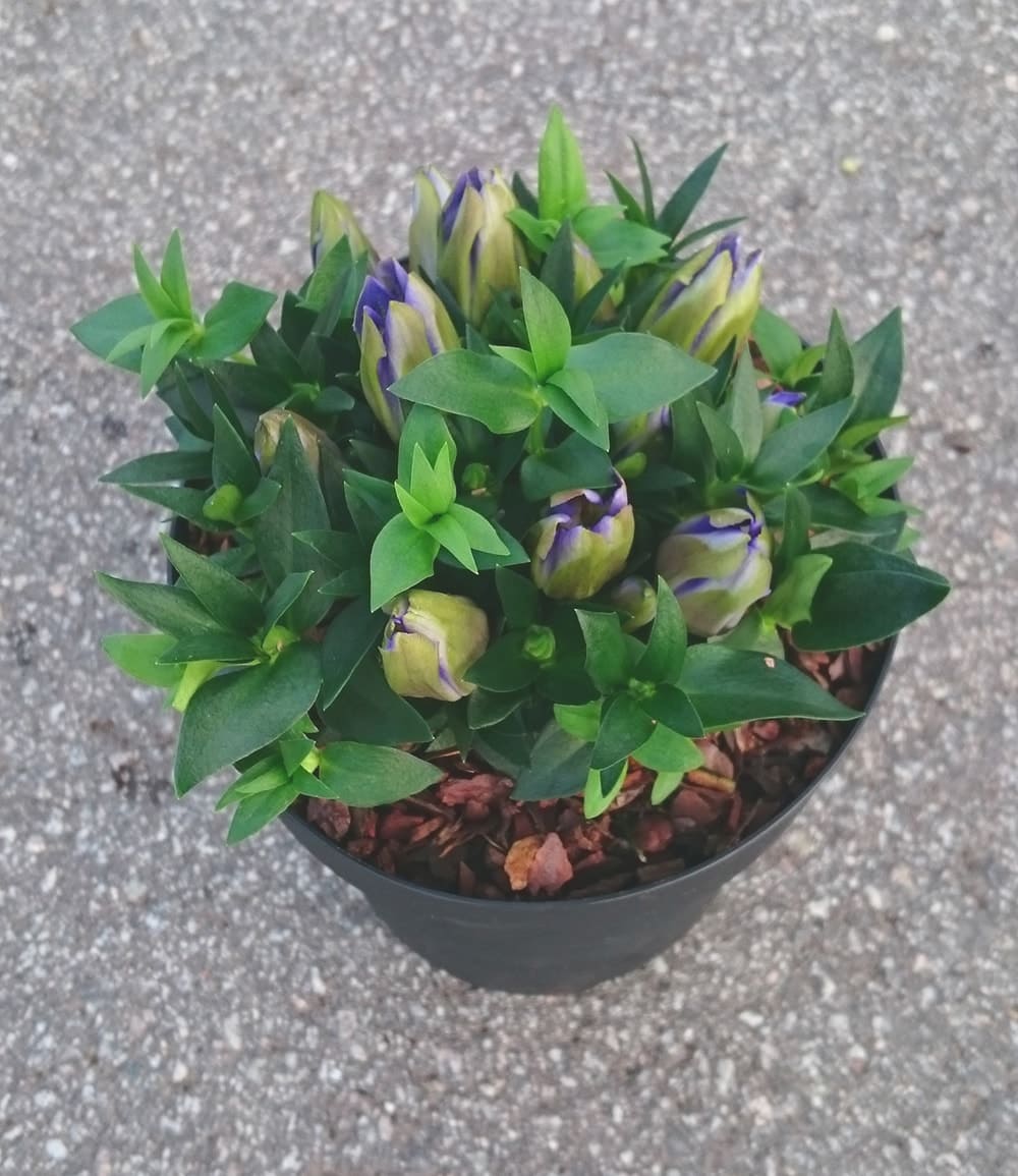 Enzian 'Rocky Blue'