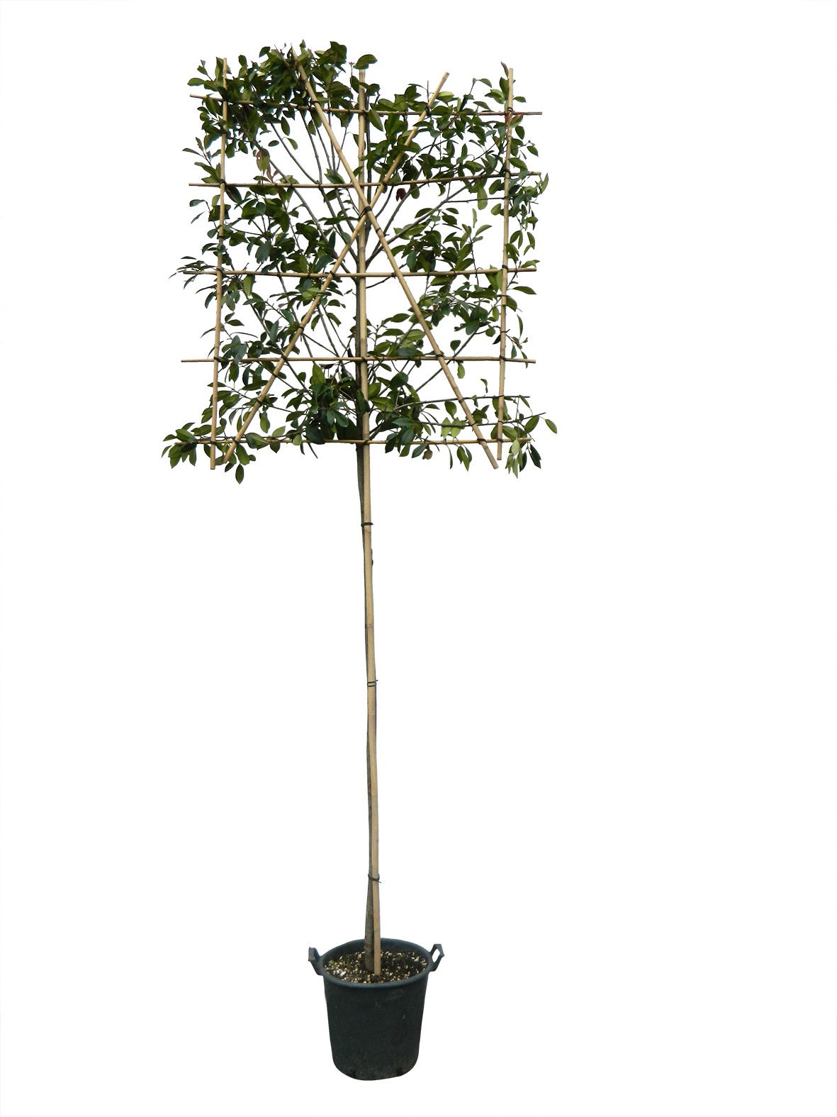 Glansmispel (Photinia x fraseri 'Red Robin') D 38 H 350 cm