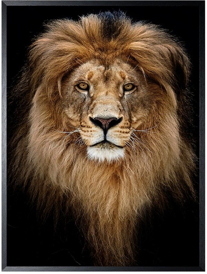 Art Print Leeuw LIO-012