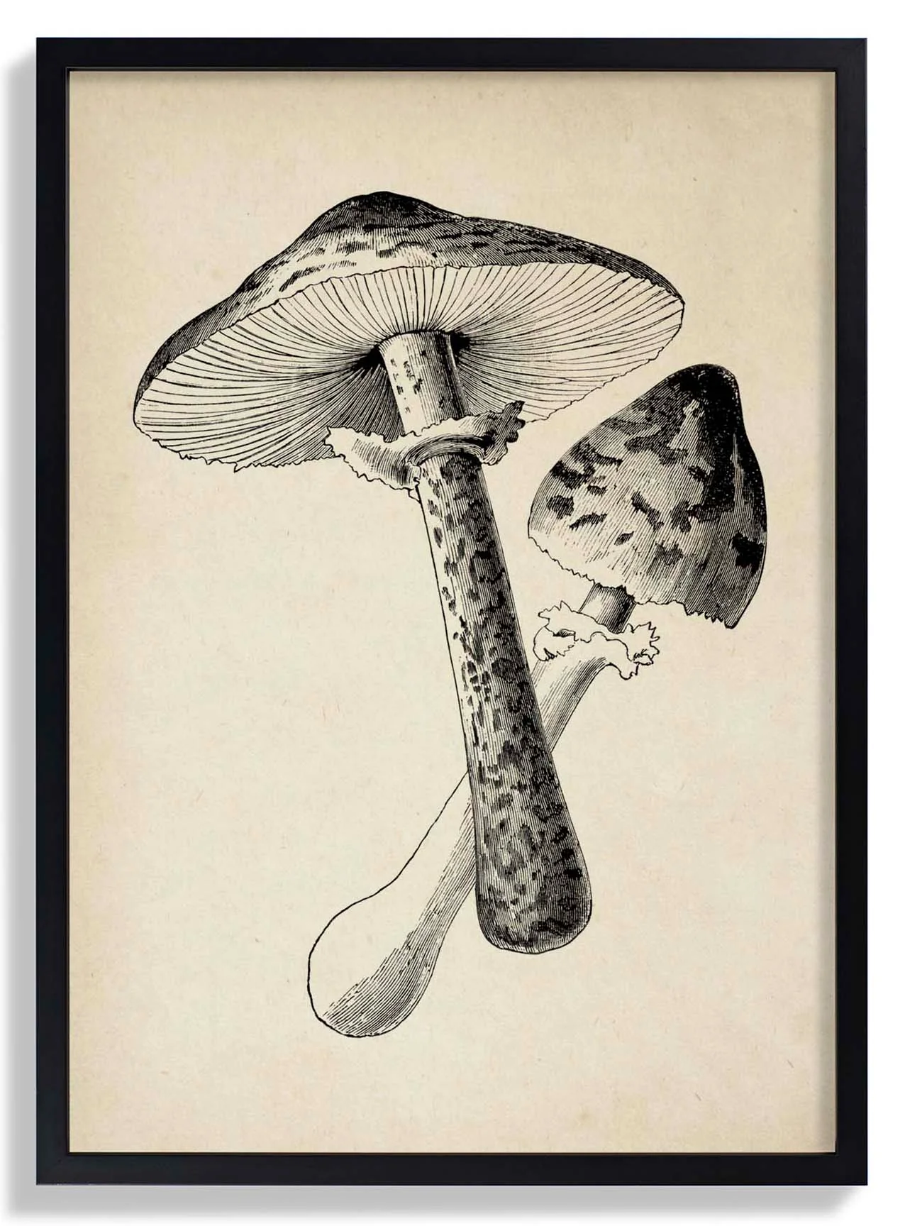 Antiker Pilz