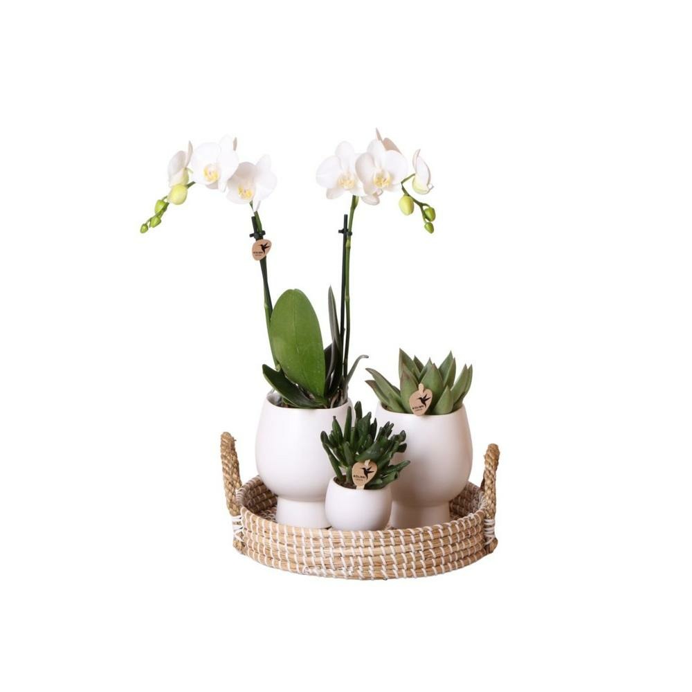 Ensemble de vie d'intérieur avec plantes d'intérieur faciles d'entretien - y compris décoration - prix tout compris 