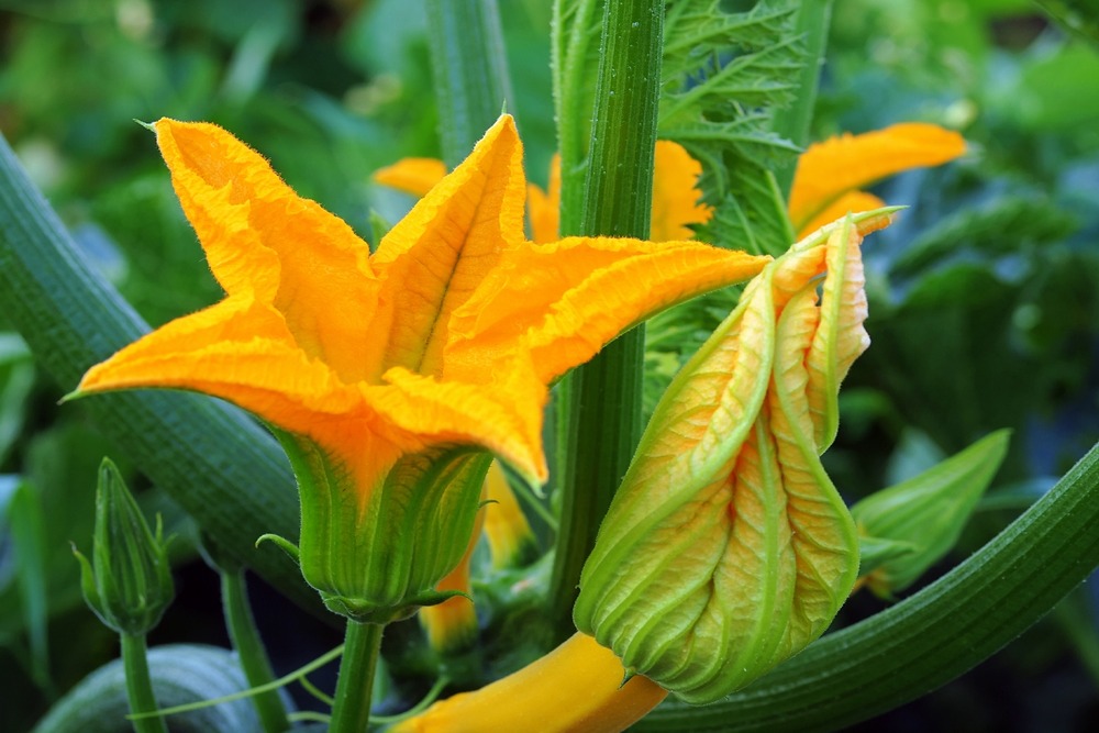 Kit cadeau - bio - courgette - gold rush - 5 graines - cucurbita pepo var. Cylindrica