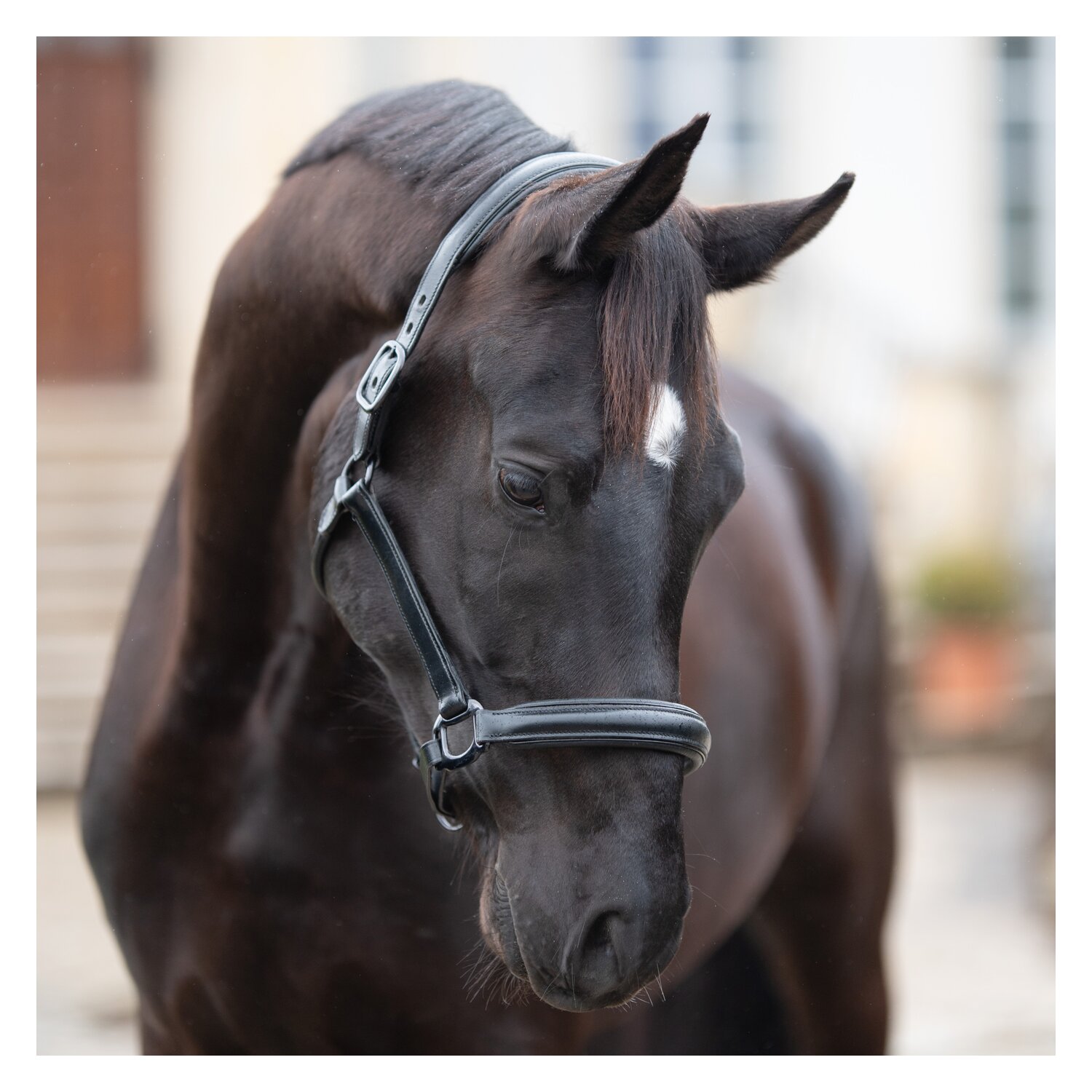 Loesdau Soft-Lederstallhalfter Noir  - schwarz