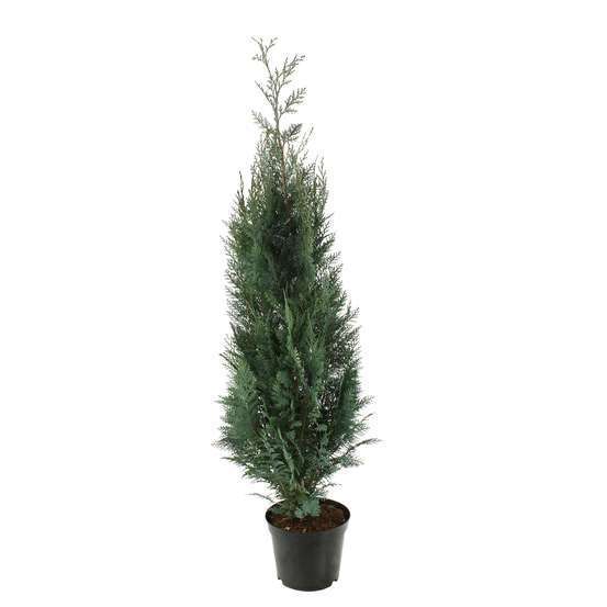 Chamaecyparis Lawsoniana Columnaris : H.100/125 cm pot 10L