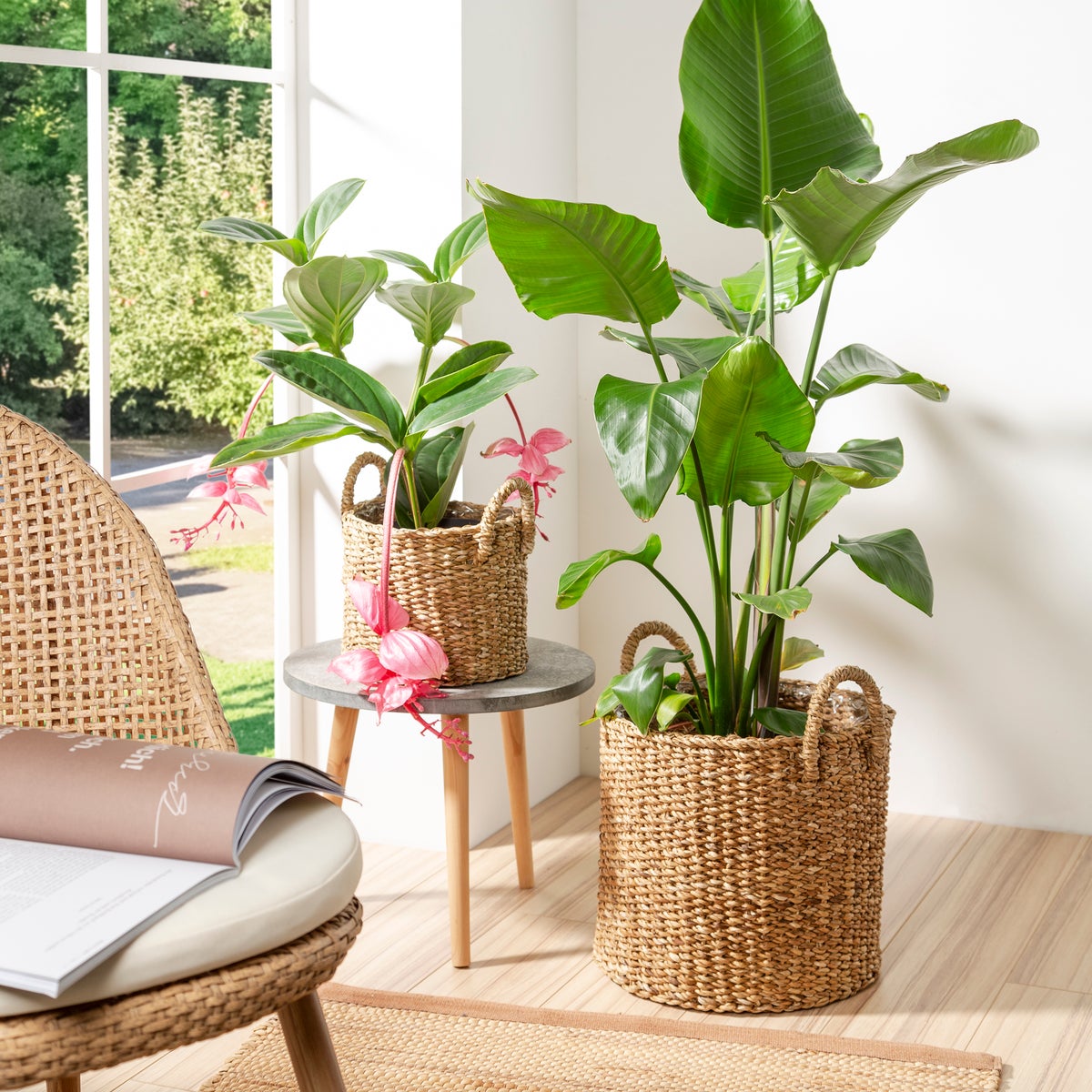 Scheurich Seagrass 23, plantenbak/mandpot met handgrepen van zeegras, kleur: Notenhout, 24 cm diameter, 20 cm hoog, inhoud 7,5 l.