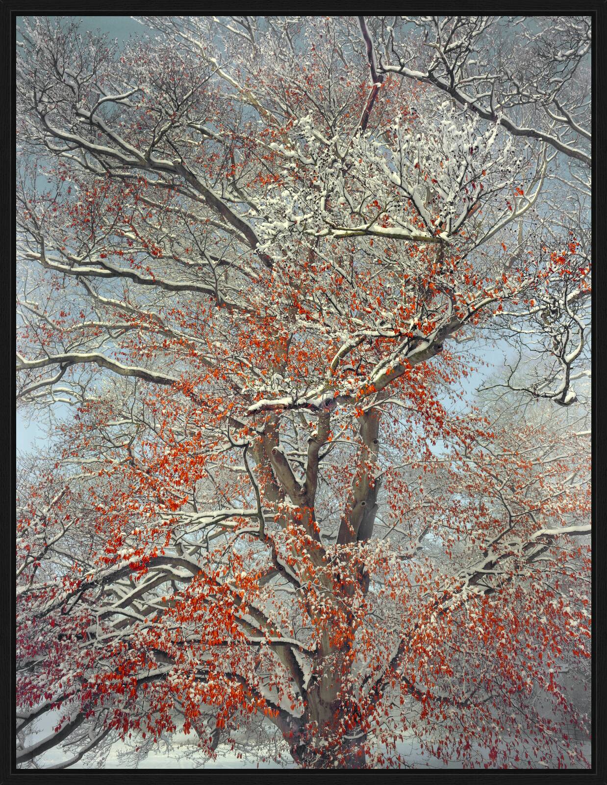 Early Snowfall by Barry Cawston - Limited Edition. Edition of: 150. Signed.