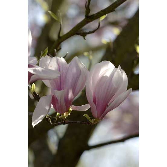 Magnolia soulangeana pot de 5 litres