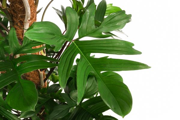 Baumfreund - Philodendron pedatum