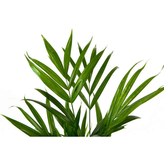 Palmier, Areca Dypsis - pot D.17 cm