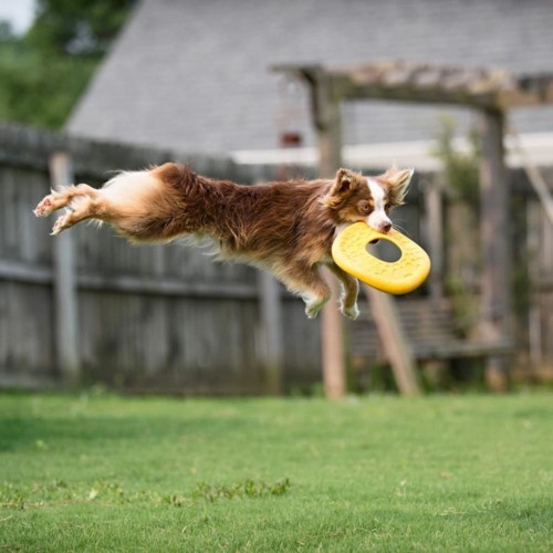 Disco voador amarelo para cães