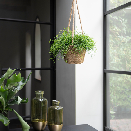 Rhipsalis Cassutha en suspension - pot D17cm