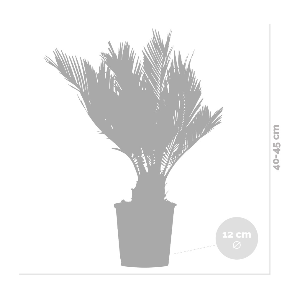 Cycas revoluta - palmier de la paix - palmier - entretien réduit - ⌀12 cm - ↕30-40 cm