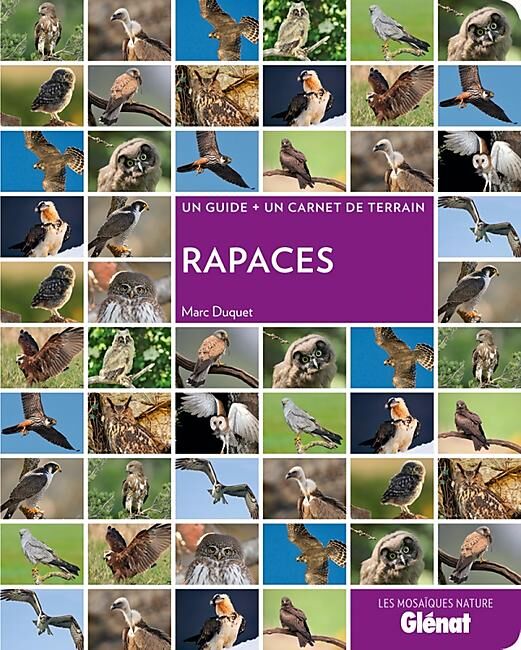 GLENAT - RAPACES