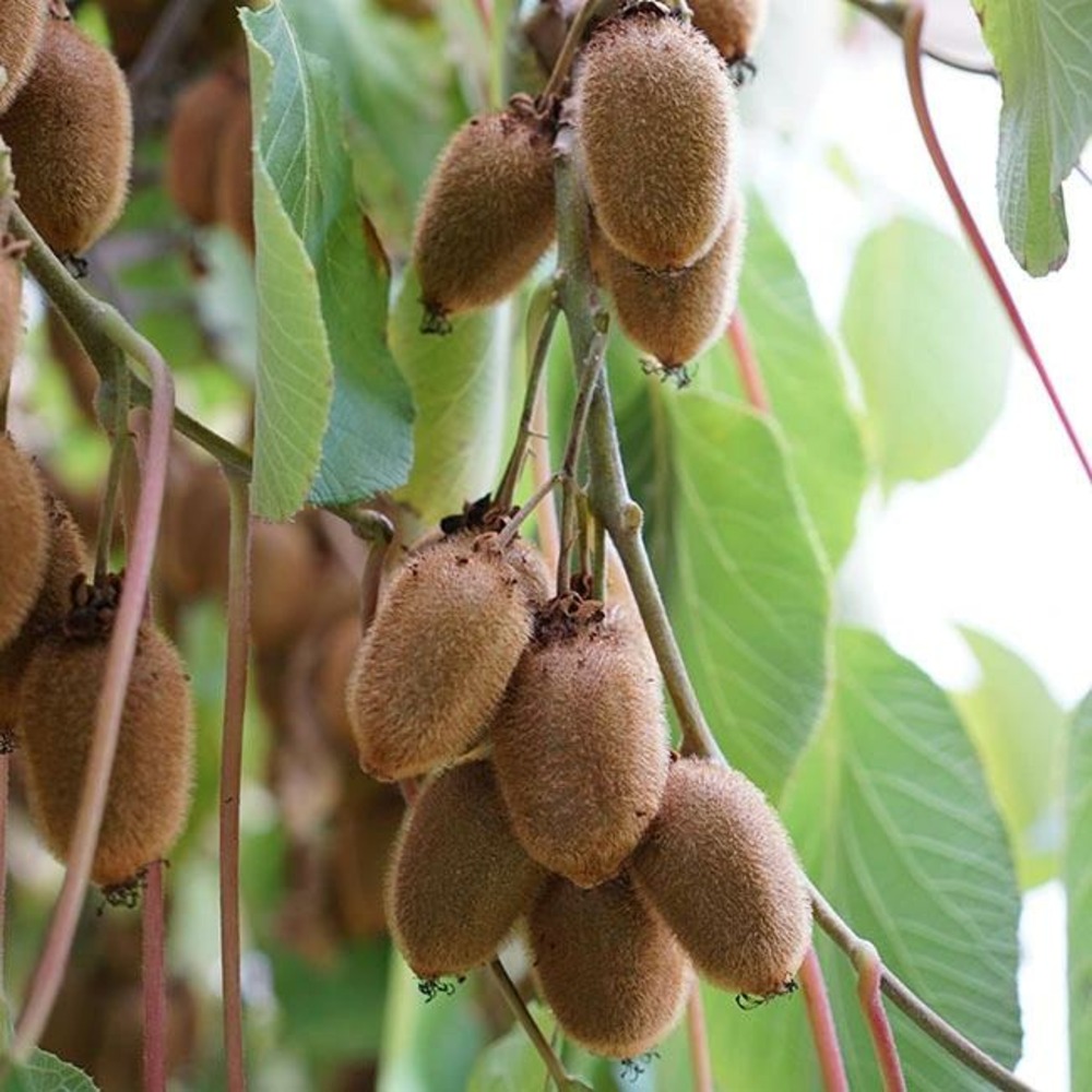 Kiwi femelle 'kiwidoo®' - actinidia chinensis 3l
