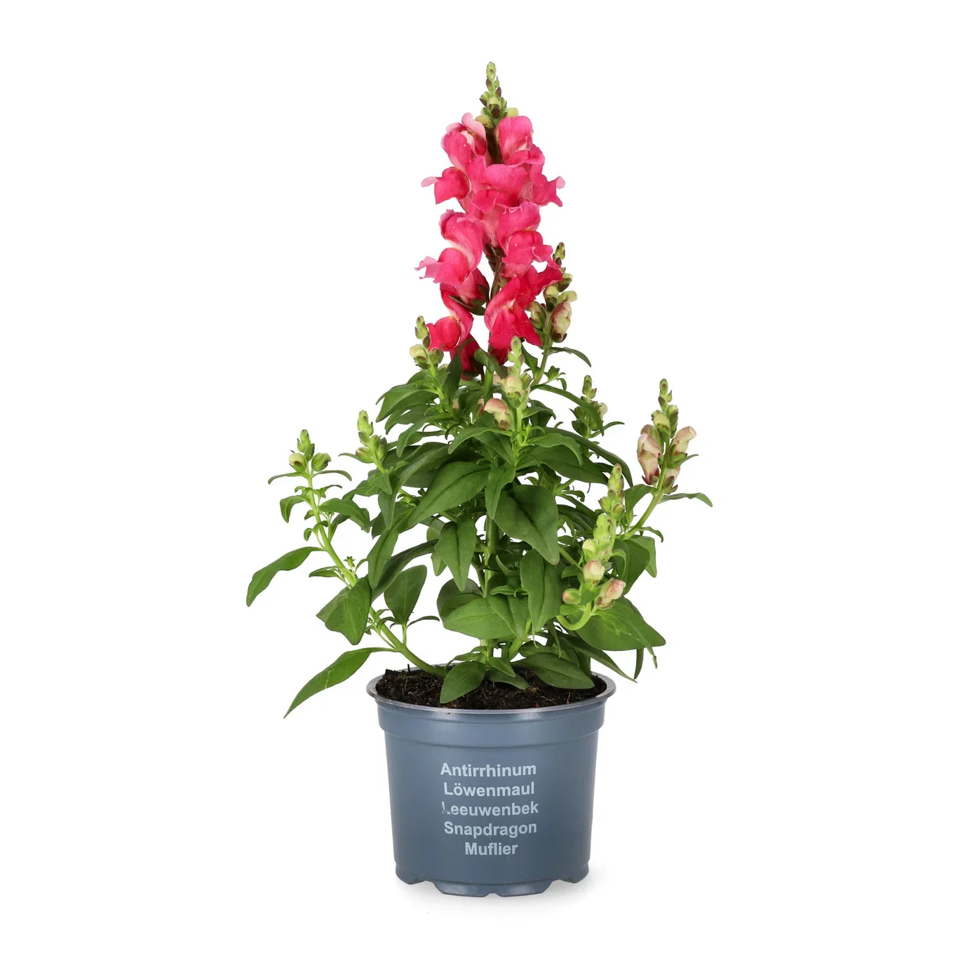 Antirrhinum 12 cm Løvemunn Ø12 cm