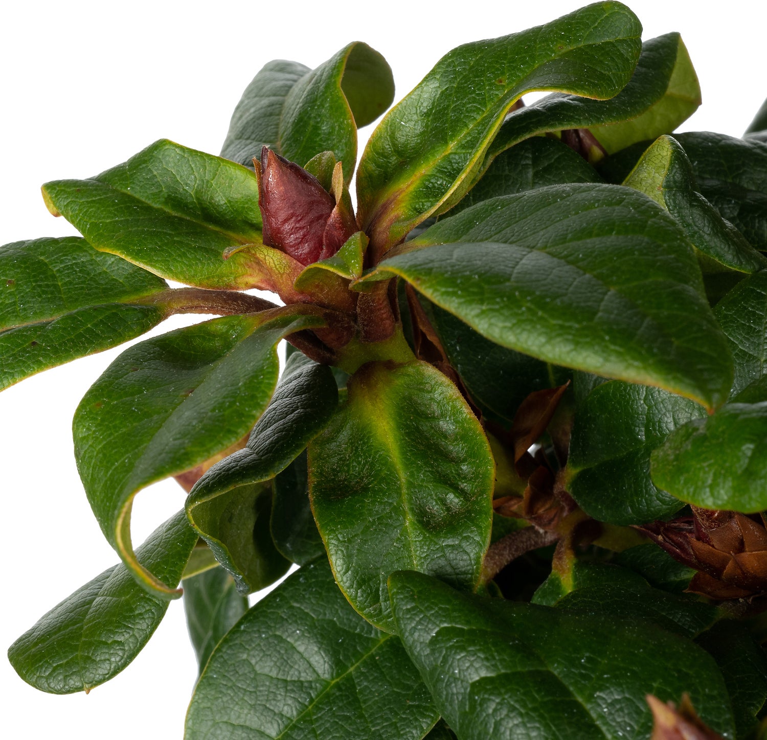 Rhododendron (Rhododendron forrestii hybride 'Scarlet Wonder') D 17 H 20 cm