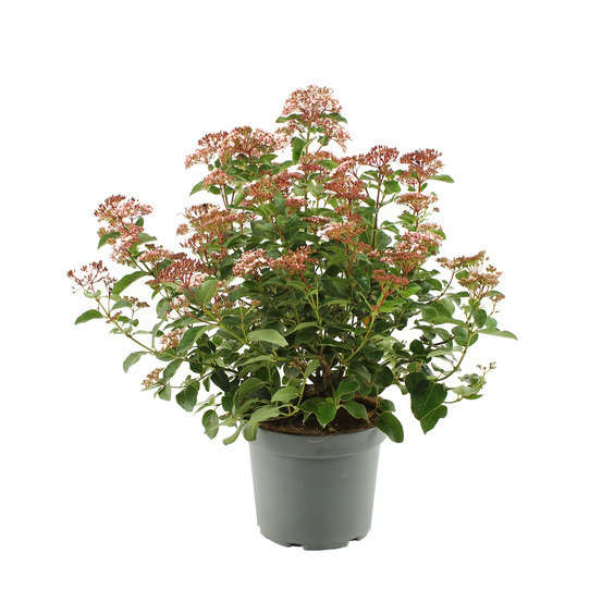Viburnum Tinus Lisa Rose® Pot 7,5L