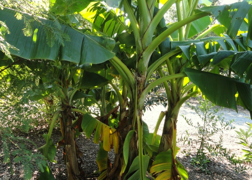 Kit cadeau - bananier de darjeeling - 5 graines - musa sikkimensis