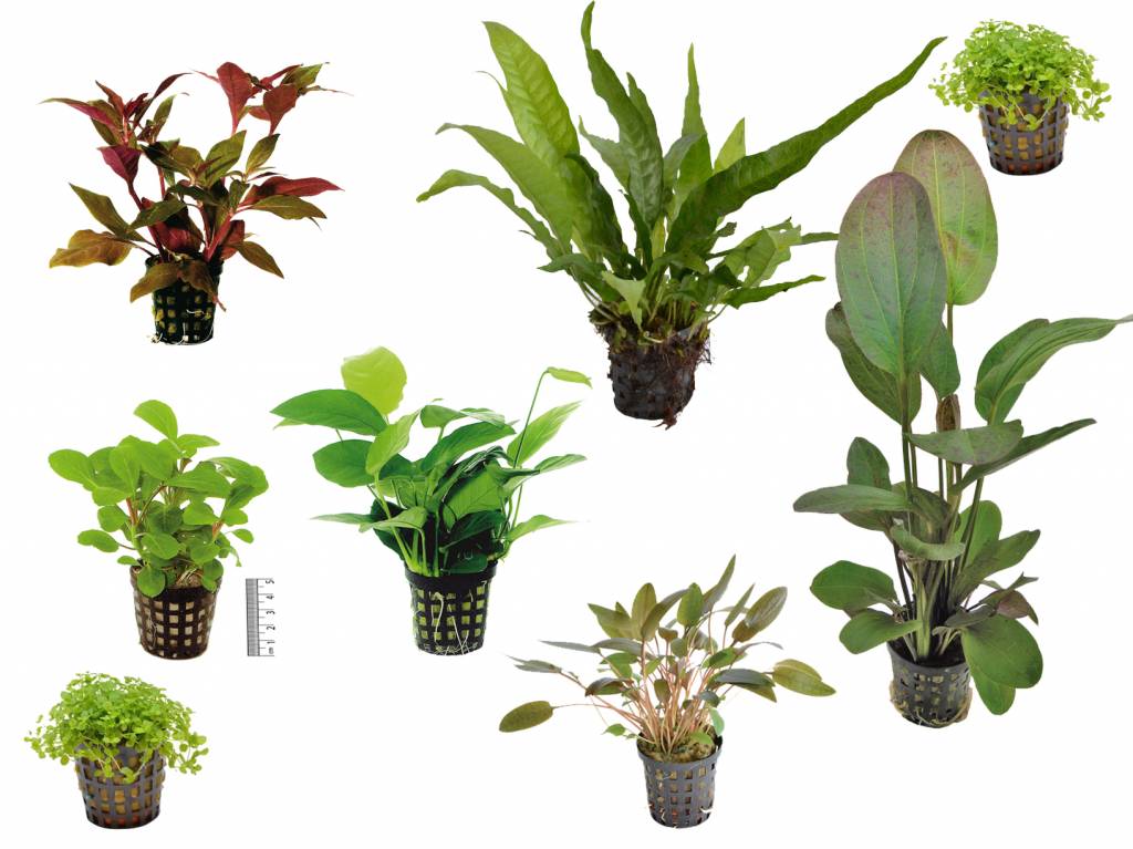 AquastoreXL Plantenpakket Medium 1 | Aquariumplanten